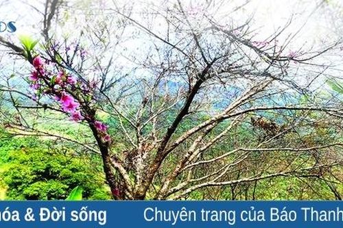 Đào rừng làm đẹp mùa xuân vùng biên