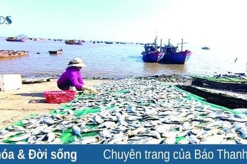 Nhộn nhịp vùng biển Ngư Lộc