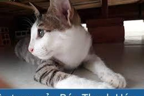 Tôi là Tiểu Bạch và đây là chuyện của lũ mèo chúng tôi: Câu chuyện thứ 4 – Mun Mun