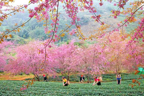 Mùa Xuân lộc mới
