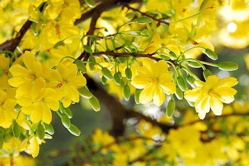 Thơ Mới và Xuân về, Tết đến