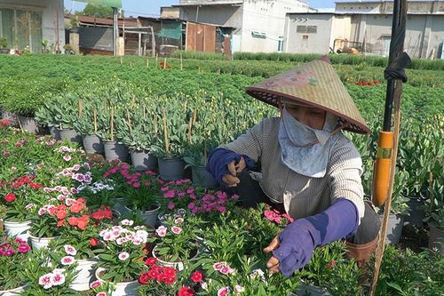 Giá hoa giảm, sức mua yếu, làng hoa Phúc Nhạc 'thấp thỏm' chờ Tết