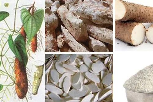 Củ chụp, củ nầng góp phần đánh giặc