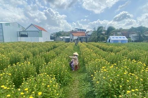 Hoa cúc Tết Ninh Giang khoe sắc