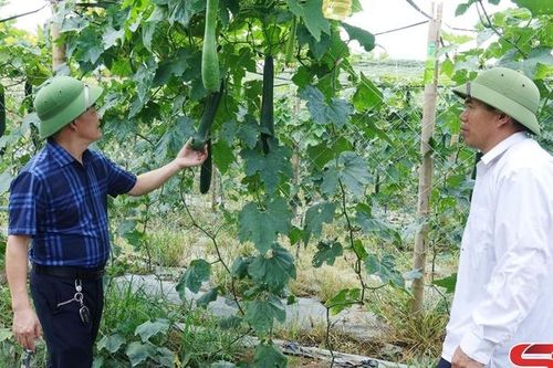 Khởi sắc nông nghiệp Mai Sơn