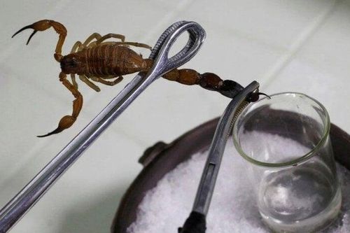 Tinh chất bọ cạp có trị được ung thư?