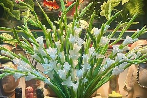 Loài hoa tượng trưng cho sự may mắn, ngày Tết nhà ai cũng có một bình để xua điềm xấu cho gia chủ