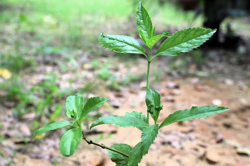 Loài cây mọc hoang ở Việt Nam trị bệnh gout cực tốt