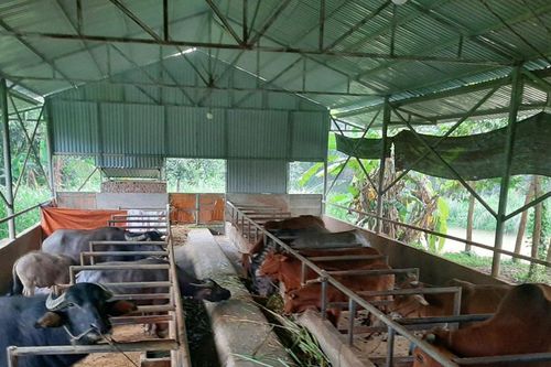 Bảo vệ đàn gia súc trước rét hại kéo dài