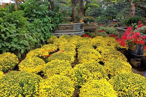 Hoa, cây cảnh Tết ở Thanh Hóa tăng từ 10 - 20% so với năm trước