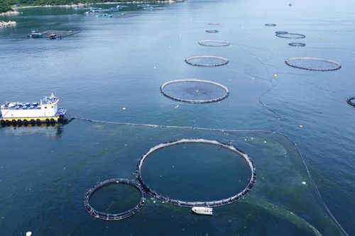 Nuôi biển công nghệ cao - động lực phát triển bền vững kinh tế biển