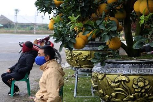 Rét đỉnh điểm, tiểu thương co ro bên hàng hoa, cây cảnh sốt ruột chờ khách
