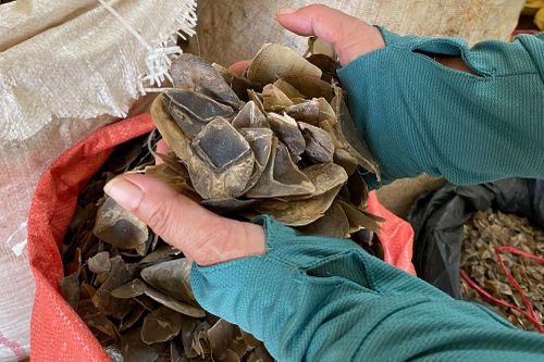 Bắt giữ lô hàng vảy tê tê trị giá 14 tỷ đồng