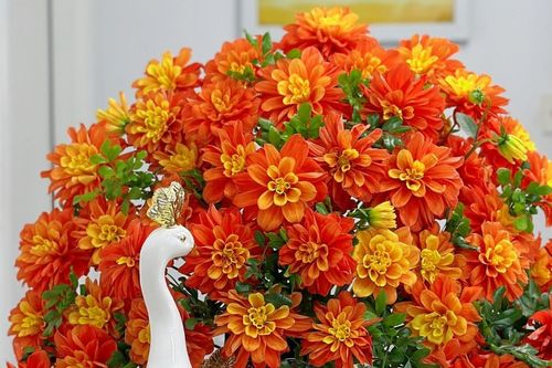 Cách cắm hoa thược dược đón tết Giáp Thìn vừa đẹp vừa sang lại tươi lâu