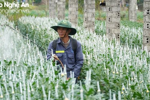 Nông dân thị xã Hoàng Mai tích cực chăm sóc hoa phục vụ thị trường Tết