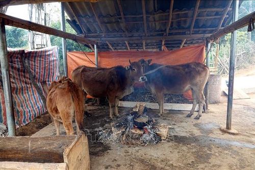 Bảo vệ đàn vật nuôi trước thời tiết cực đoan