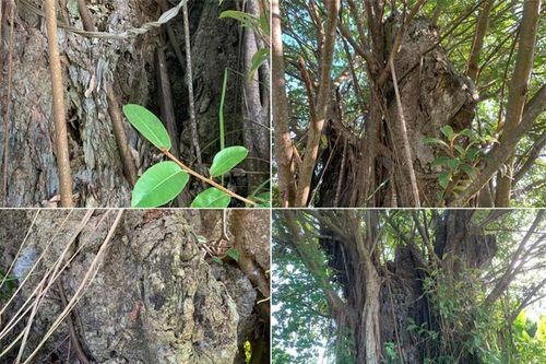 Nguyên nhân thực sự khiến cây đa 600 tuổi ở Thái Bình - cây di sản Việt Nam bị chết đứng nhiều năm