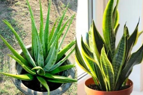 Mách bạn 7 loại cây quen thuộc, giúp thanh lọc không khí trong nhà, rẻ mà chất