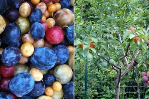 Loài cây cho ra 40 thứ quả khác nhau trong cùng một mùa: Mất 5 năm để trồng và ghép