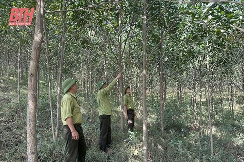 Ban Quản lý rừng phòng hộ Như Thanh nâng cao chất lượng, hiệu quả rừng trồng mới