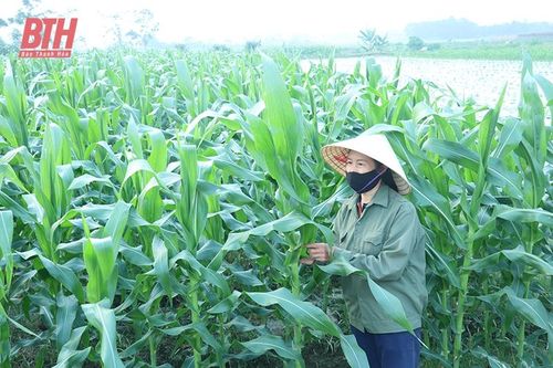 Còn lỏng lẻo trong liên kết sản xuất nông nghiệp