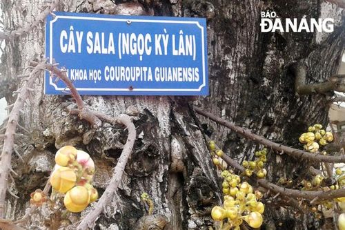 Xóm đạo Tha La và cây Sala