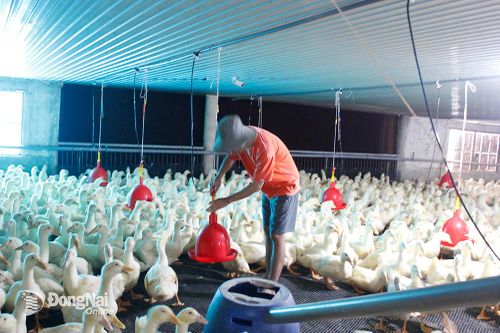 Thị trường chăn nuôi không có cao điểm Tết