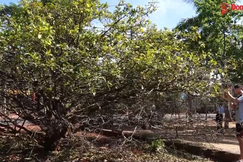 Hàng chục công lao động 'thay áo' cho cây mai 'khủng' nhất Xuân Lộc
