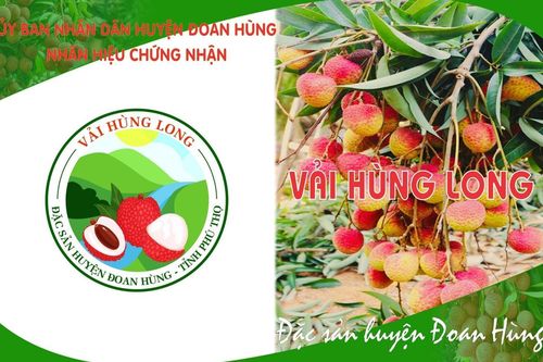 Công bố nhãn hiệu chứng nhận 'Vải Hùng Long'