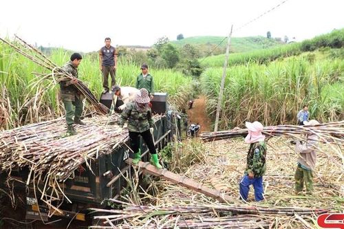 Mùa mía ở Chiềng Khoi