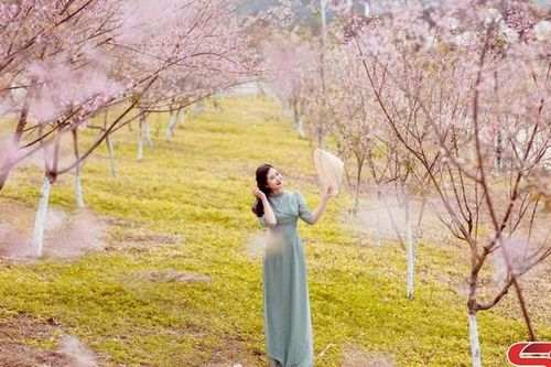 Hoa mai anh đào khoe sắc trên cao nguyên