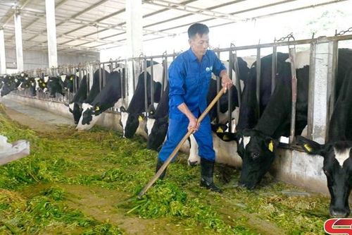 Tập trung phòng chống rét cho cây trồng, vật nuôi