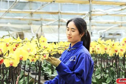 Rực rỡ sắc hoa lan công nghệ cao