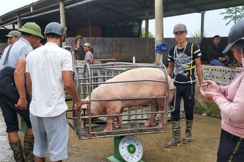 Giá heo hơi hôm nay 27/1: 'Siết' nhập lậu heo, dự báo giá heo trong nước tiếp đà tăng
