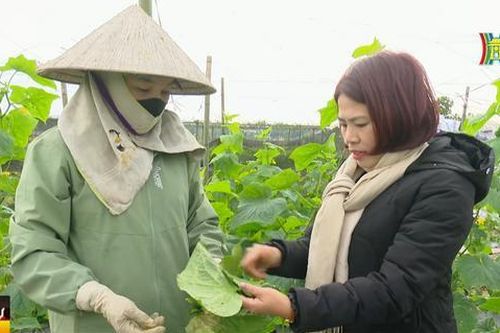 Thời tiết mưa rét, người trồng rau màu 'vừa mừng, vừa lo'