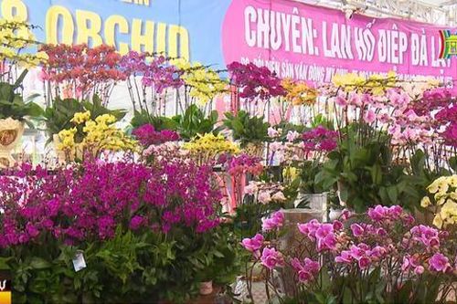 Lan hồ điệp giá cao nhưng vẫn đắt khách