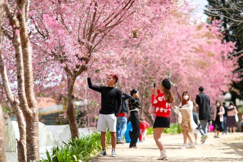 Đà Lạt kín phòng nhờ mùa mai anh đào nở muộn