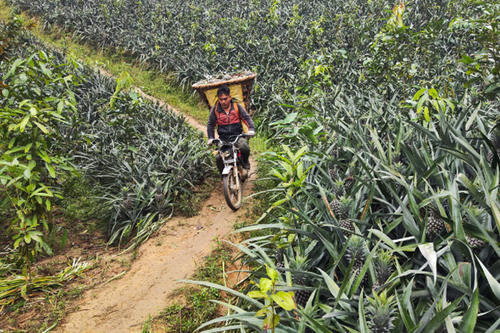 Mùa dứa thơm ở Bản Lầu