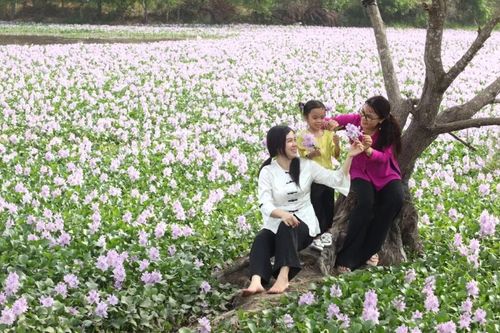 Bông lục bình nơi biên giới