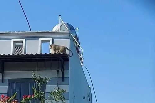 Soi loài khỉ hoang cắn chết chó nhà dân ở TP HCM