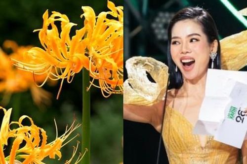 Hoa bỉ ngạn đang gây sốt có thật không?