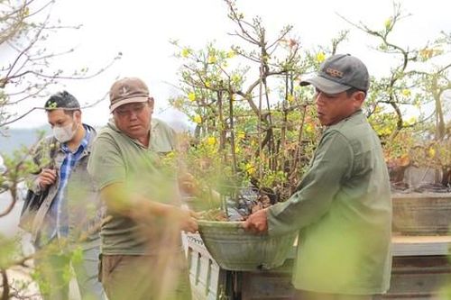 Mai vàng thủ phủ miền Trung lên đường ra Bắc vào Nam