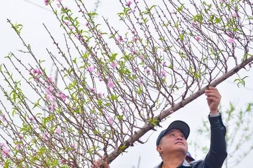 Đào huyền Nhật Tân giá tiền triệu hút khách dịp Tết Giáp Thìn