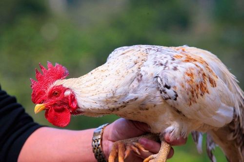 Gà 'tiến vua' giá 50 triệu vẫn được nhà giàu lùng mua dịp cận Tết