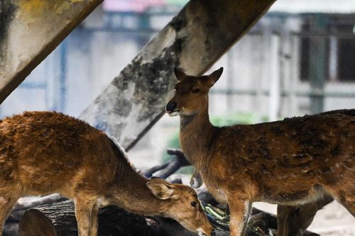 Sở thú Hà Nội đốt củi, căng bạt tránh rét cho động vật