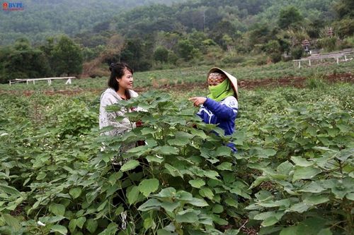 Hướng đi nào cho cây gai xanh ở Thanh Hóa ?