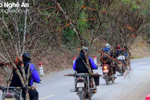Lá dong, ống giang, đào phai... đua nhau xuống núi