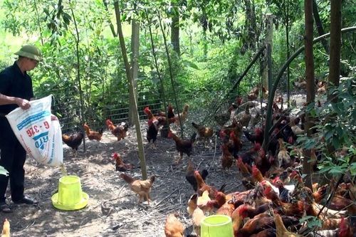 Sản phẩm gà đồi Phú Bình sẵn sàng cung ứng thị trường Tết