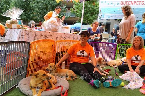 Rộn ràng ngày hội cún cưng tại thủ đô Pretoria, Nam Phi
