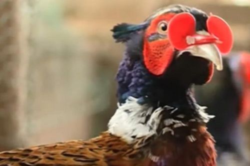 Anh nông dân nuôi con 'nghe tên đã ghê' không ngờ có ngay 100 triệu